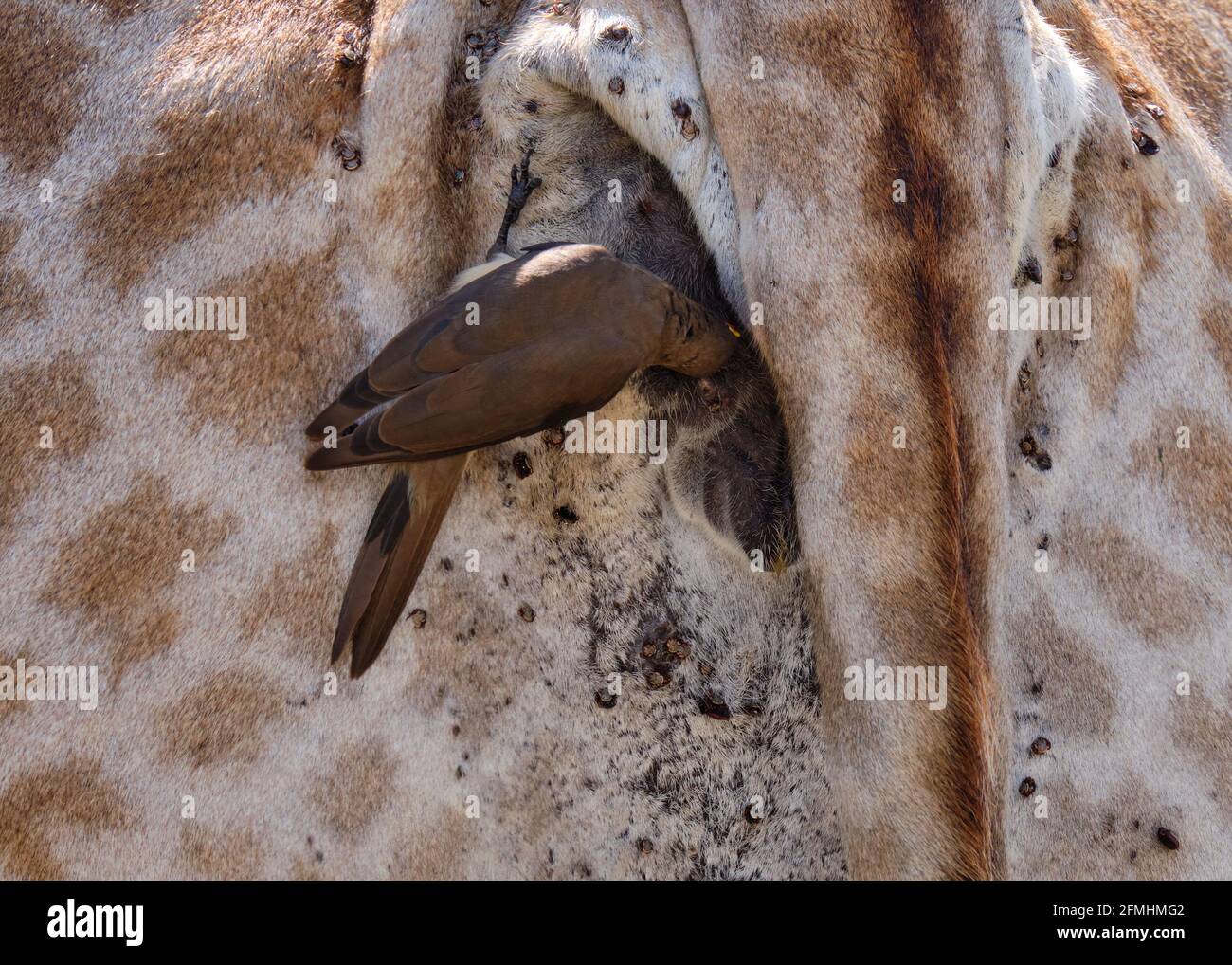 L'osspecker rosso-fatturato che alimenta delle zecche dietro di una giraffa. Primo piano che mostra la coda e leggi la fine dell'animale con l'uccello sopra Foto Stock