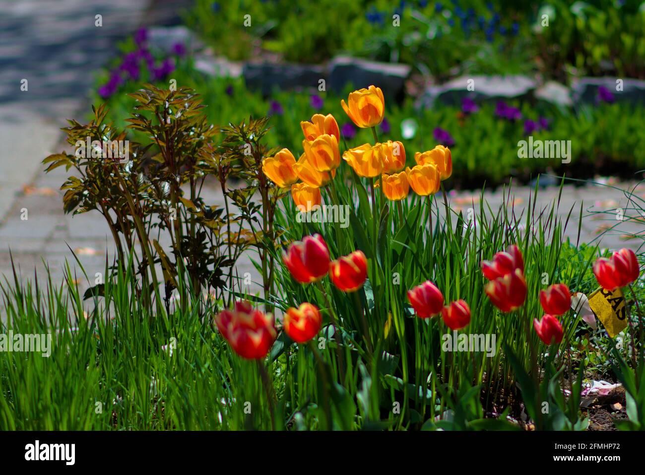 Tulipani gialli, arancioni e rossi (cultivar sconosciuto) che fioriscono in un giardino di Glebe in tarda primavera ad Ottawa, Ontario, Canada. Foto Stock