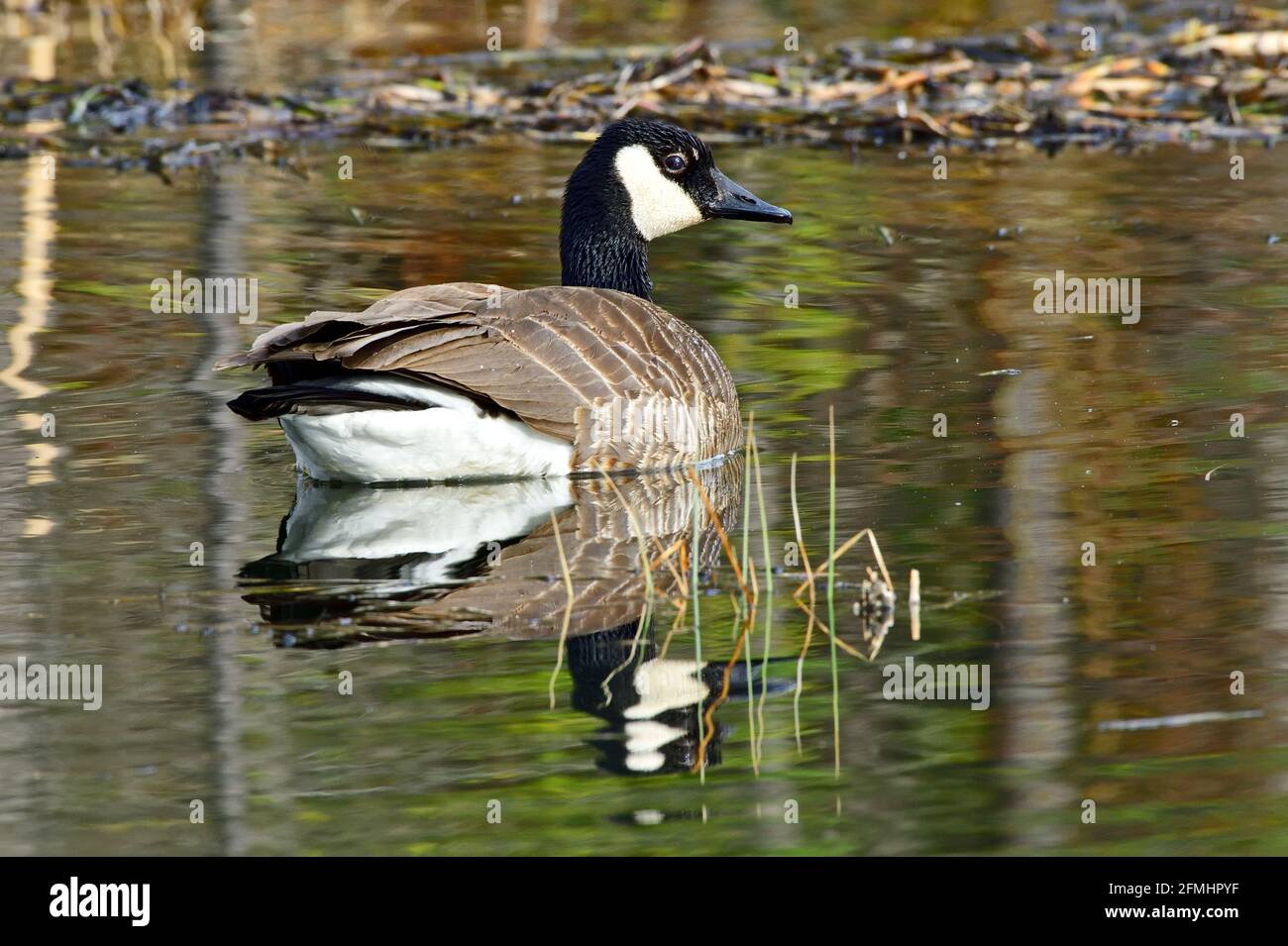 Un'Oca del Canada selvaggia ' Branta canadensis', nuotando in una zona paludosa nella campagna Alberta Canada Foto Stock