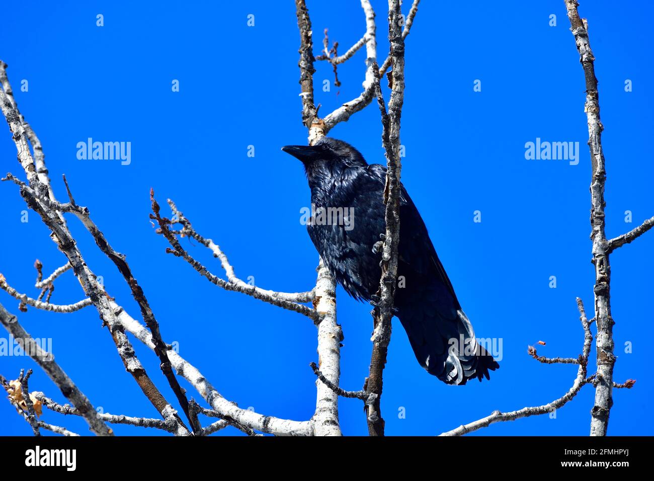 Un corvo comune 'Corvus corax', arroccato in un albero deciduo cima nella stagione di primavera nella campagna Alberta Canada. Foto Stock