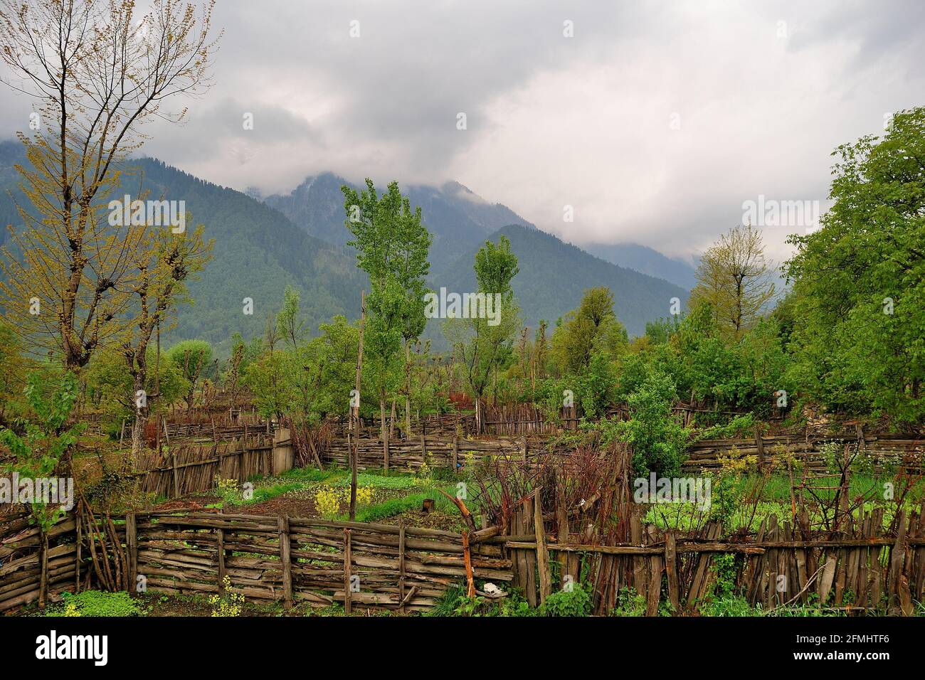 Piccole fattorie di piante di Mustard nel cortile dell'hotel, Pahalgam, Jammu & Kashmir, India Foto Stock
