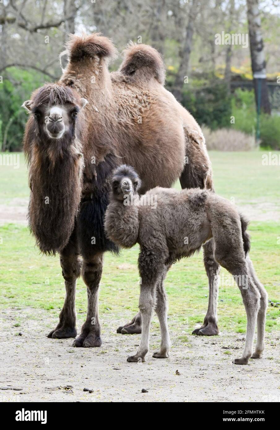 Berlino, Germania. 06 maggio 2021. Agnetha è il nome del neonato cammello Bactrio al Tierpark Berlin, che si trova qui accanto alla madre Samantha. I cammelli battrici nello zoo hanno una doppia prole. Till è nato 4 settimane fa e Agnetha il 30 aprile. I cammelli bactriani sono facilmente distinguibili dai dromedari dalle loro due gobbe. Credit: Jens Kalaene/dpa-Zentralbild/ZB/dpa/Alamy Live News Foto Stock