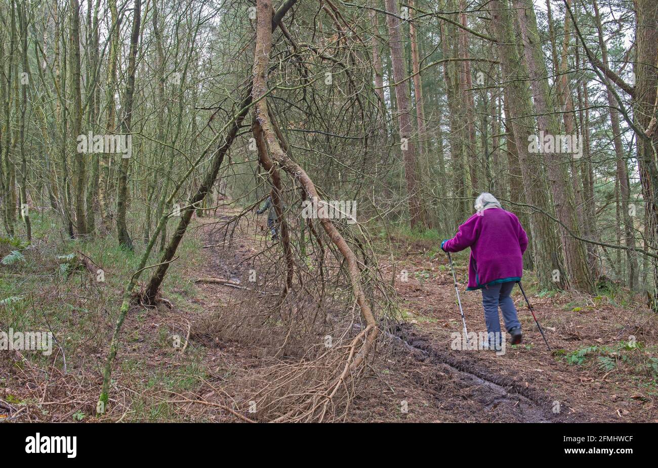 Donna anziana che cammina lungo un sentiero pedonale attraverso un bosco remoto foresta in campagna rurale paesaggio in inverno Foto Stock
