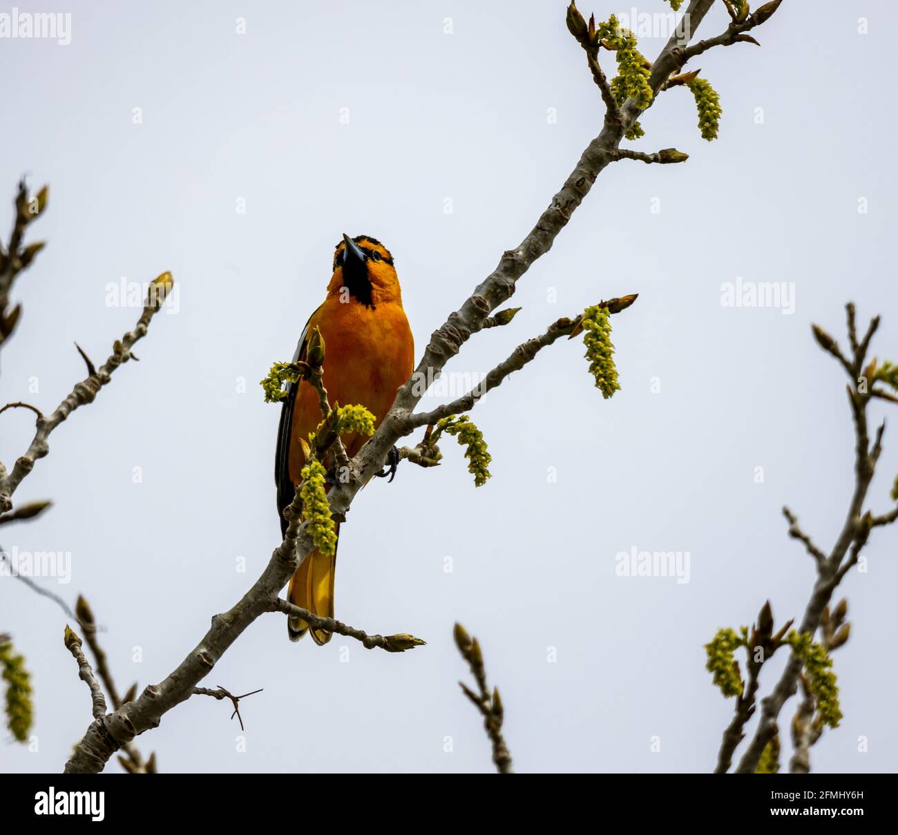 Male Bullock's oriole (Icterus bullockii) che perching sul ramo di albero nel Barr Lake state Park, Brighton, Colorado Foto Stock