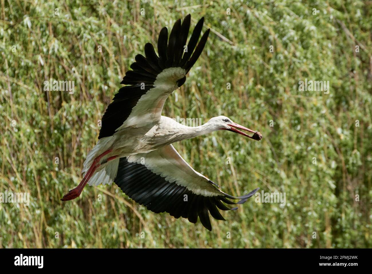 Cicogna bianca (Ciconia ciconia) vola con nido materiale nel suo becco. Foto Stock