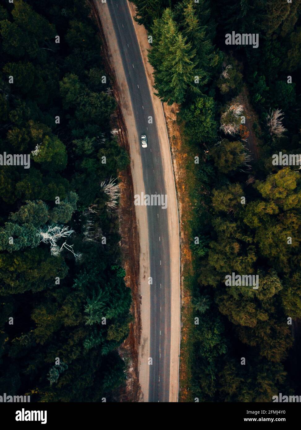 Vista dall'alto dell'auto che corre lungo la strada asfaltata circondata da alberi di conifere verdi di bosco Foto Stock