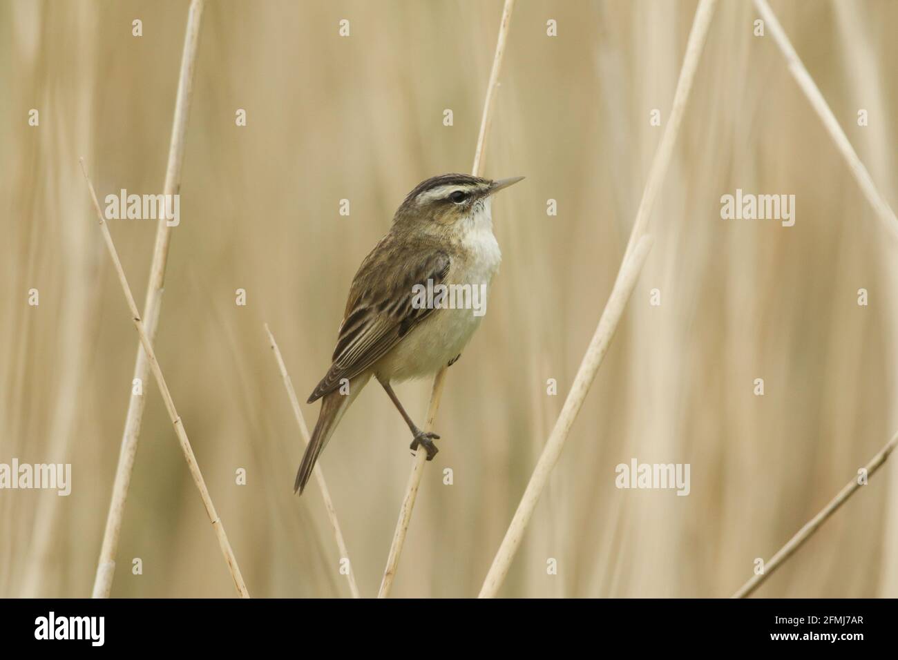 Uno Sedge Warbler, Acrocephalus schoenobaenus, che perching su una canna al bordo di un lago. Foto Stock