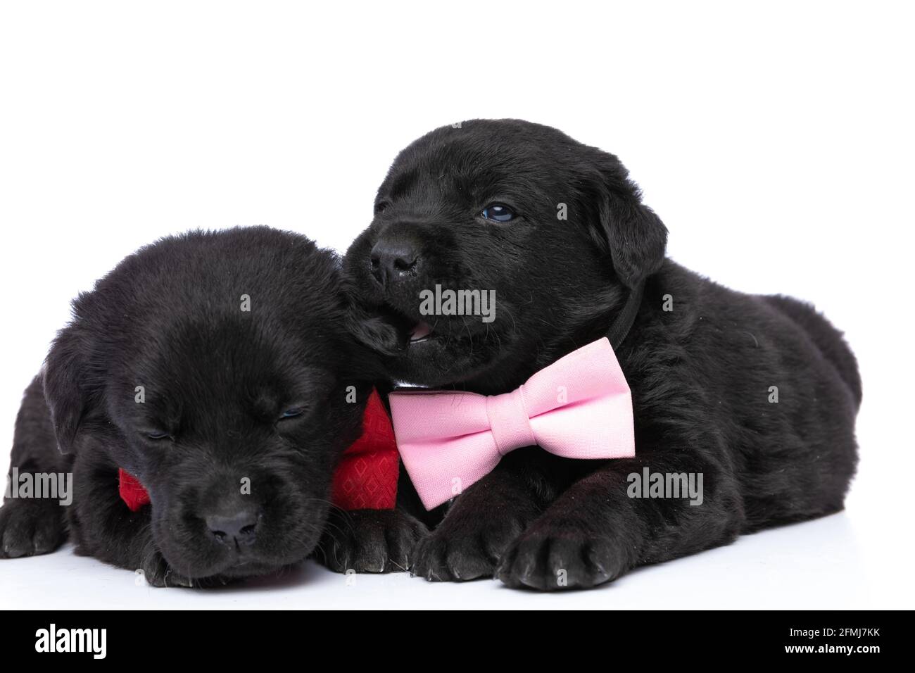 carino gruppo di due cani labrador retriever con viscere rosse e rosa,  orecchie mordenti e giocare, dormire e riposare isolati su sfondo bianco in  Foto stock - Alamy