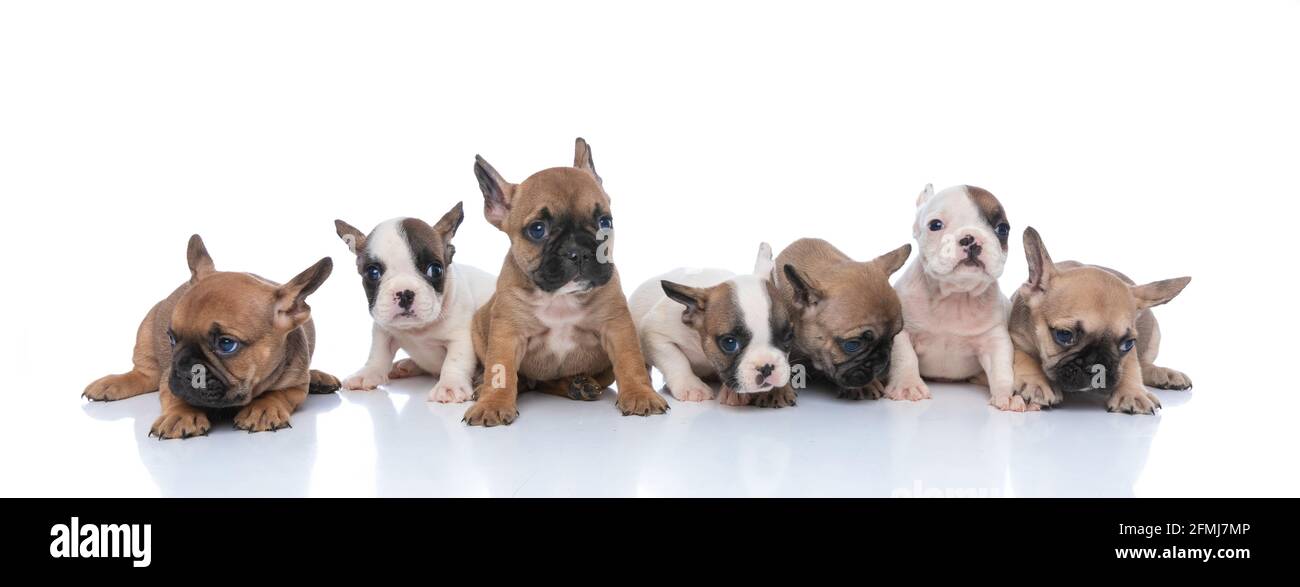 grande famiglia di diversi colori cuccioli di bulldog francesi che guardano a lato, seduti e in posa isolati su sfondo bianco in studio Foto Stock