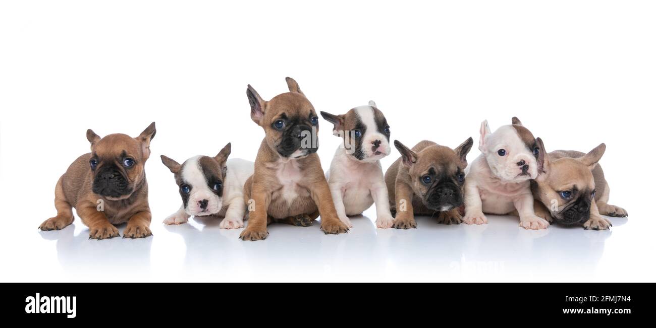 piccoli cuccioli che formano un gruppo che guarda a lato, seduto e adagiato isolato su sfondo bianco in studio Foto Stock