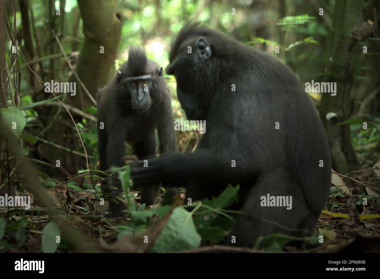 Un giovane Sulawesi creed macaco nero in primo piano di un individuo anziano nella Riserva Naturale di Tangkoko, Sulawesi del Nord, Indonesia. Sulla base dei dati raccolti da una serie di test di tre macachi adulti crestati in cattività, i primatologi hanno rivelato che i macachi neri crestati di Sulawesi sono sensibili allo status sociale di altri individui. Un macaque crestato 'tendono a prendere più tempo per rispondere quando si visualizzano i volti di individui poco familiari di alto rango,' ha detto il rapporto. Foto Stock