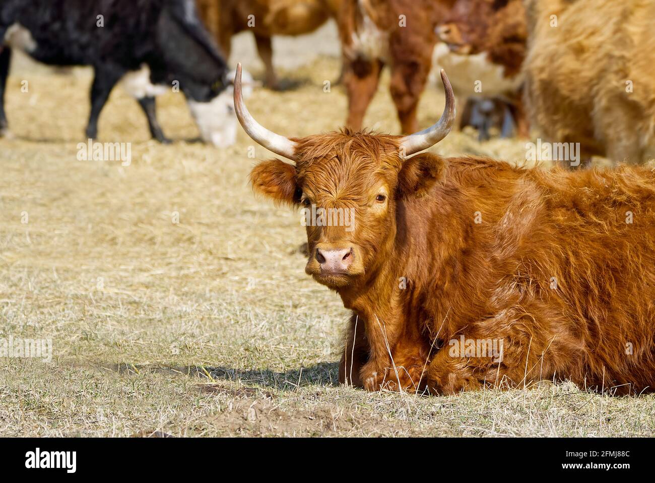 Bestiame rosso, giacente sul fieno al campo di primavera. Vacca di razza rossa per carne e latte. Agricoltura, concetto di pascolo libero, campo autunnale Foto Stock