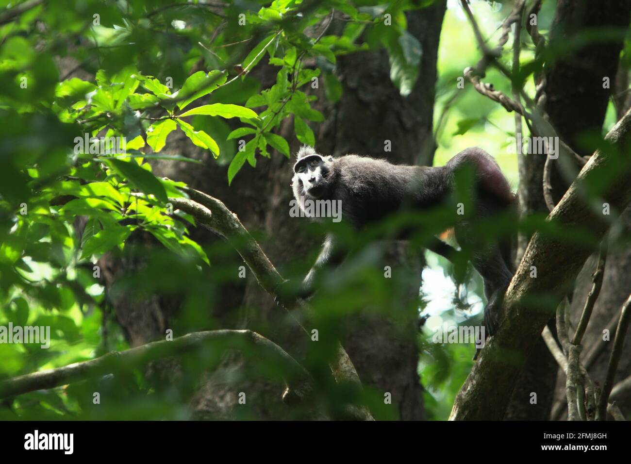 Macaco crested vagare su un ramo dell'albero nella foresta di Tangkoko, Sulawesi del nord, Indonesia. Secondo gli scienziati primati, la scimmia endemica di Sulawesi trascorre più del 60% del loro giorno a terra piuttosto che sugli alberi. Foto Stock
