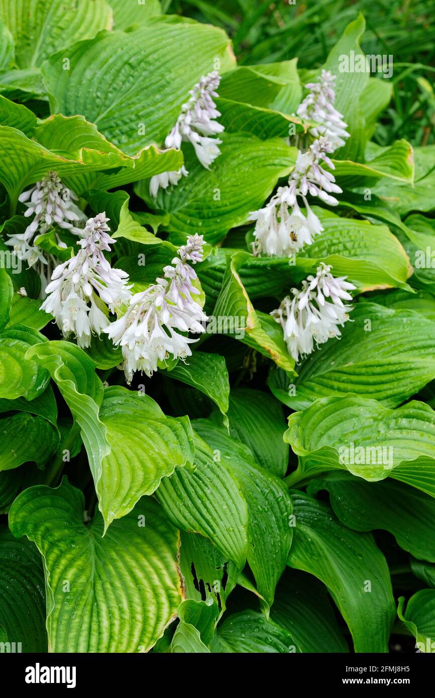 Hosta 'Elata'. Plantain giglio 'Elataa'. A forma di imbuto da viola chiaro a fiori bianchi Foto Stock