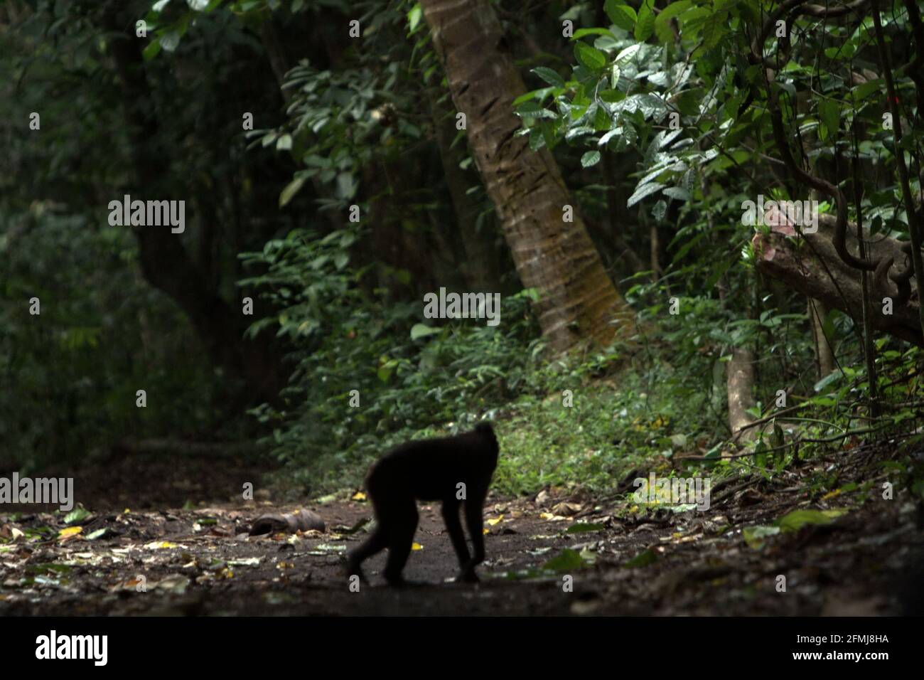 Macaco crestato vagare su un sentiero forestale. Secondo gli scienziati primati, la scimmia endemica di Sulawesi trascorre più del 60% del loro giorno a terra piuttosto che sugli alberi. Foto Stock