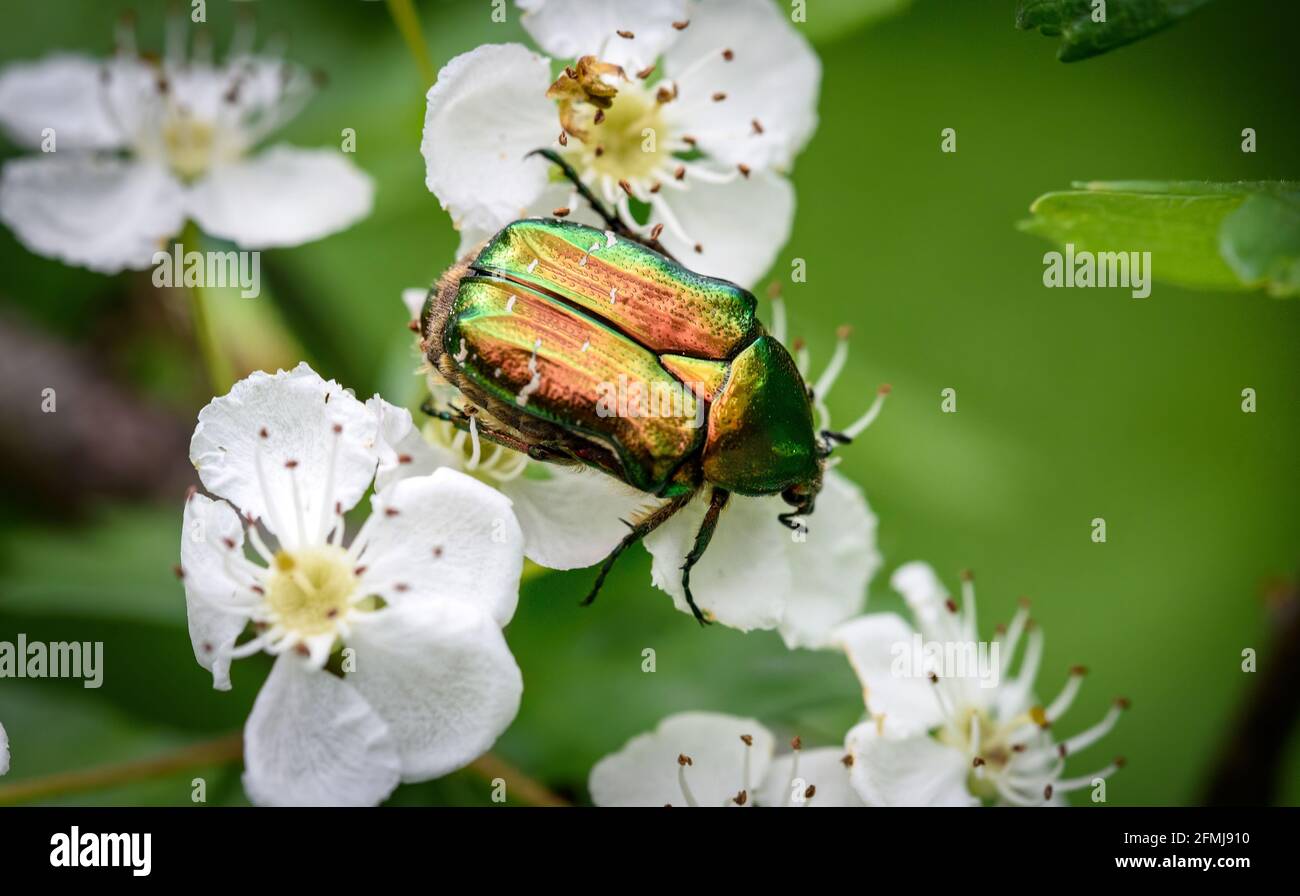Colorful beetle bug macro fotografia con sfondo sfocato. Primo piano Foto Stock