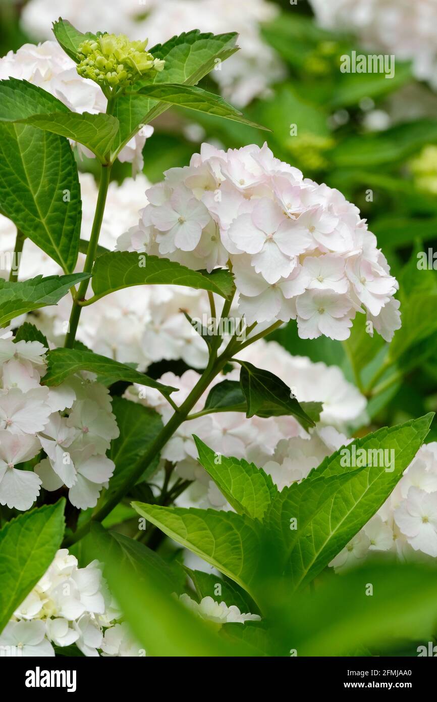 Hydrangea macrophylla 'Seur Therese'. Hydrangea macrophylla 'Sister Therese. Fiori bianchi "testa mop". Hortensia o hydrangea della testa di mopea Foto Stock