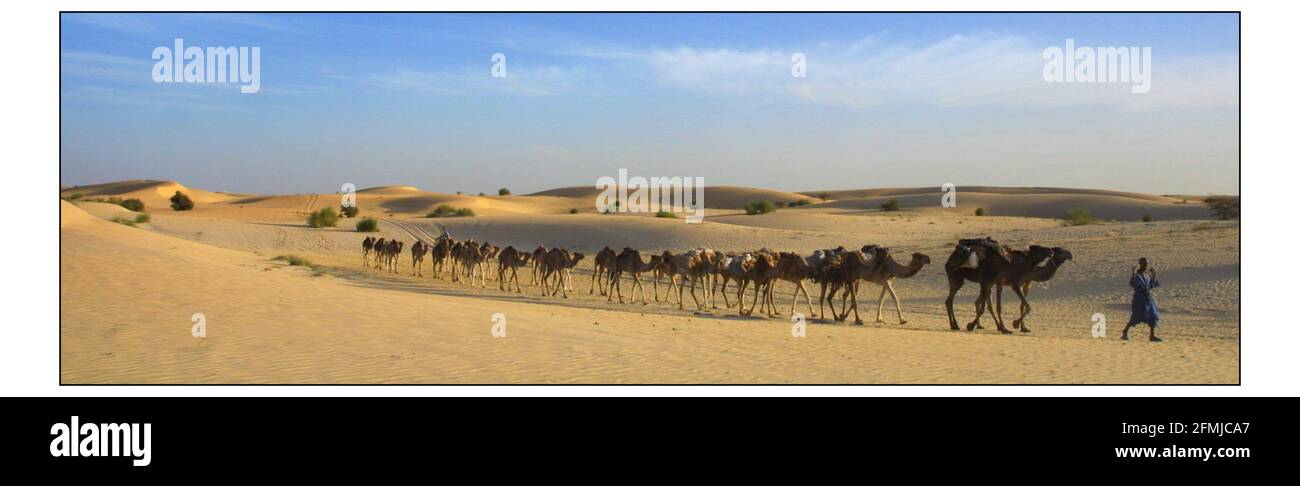 Una Caravan di cammelli di proprietà del Twarig si dirige verso il deserto del Sahara vicino Timbuktu in Mali. Fotografia di David Sandison 17/12/2002 Copia di Mike Mc Carthy Foto Stock
