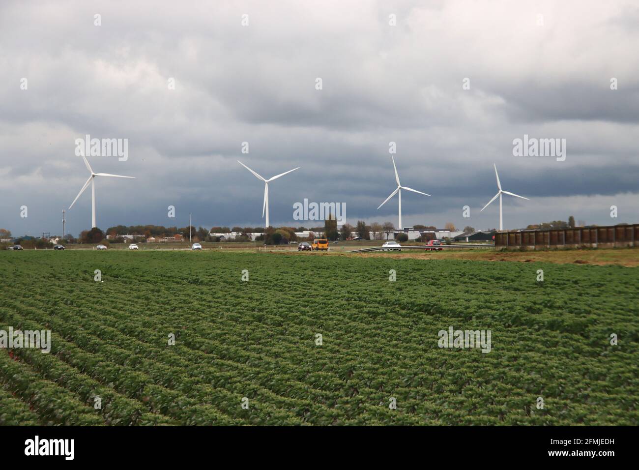 Campo pieno di piante con germogli nel Zuidplaspolder in Zevenhuizen tra Gouda e Zoetermeer Foto Stock