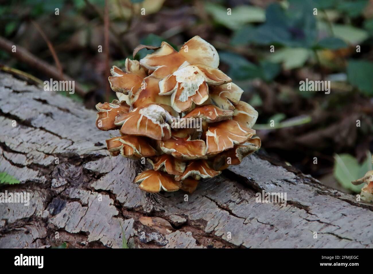 Meripilus giganteus è un fungo dei pori della famiglia Meripilaceae nel giardino botanico Foto Stock