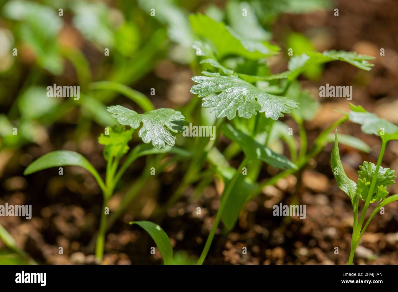 piante di coriandolo in crescita fresche Foto Stock