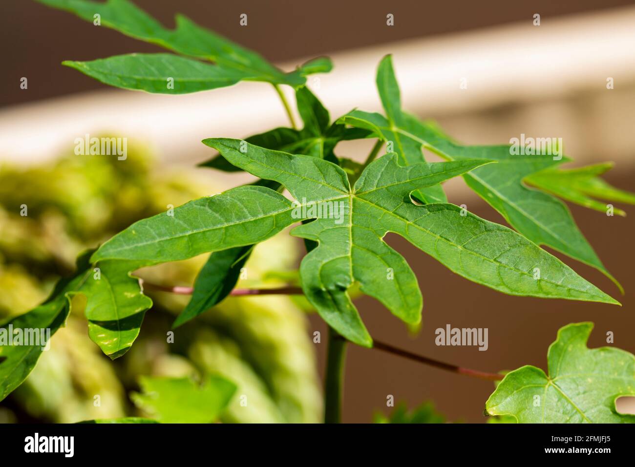 pianta giovane di papaya Foto Stock