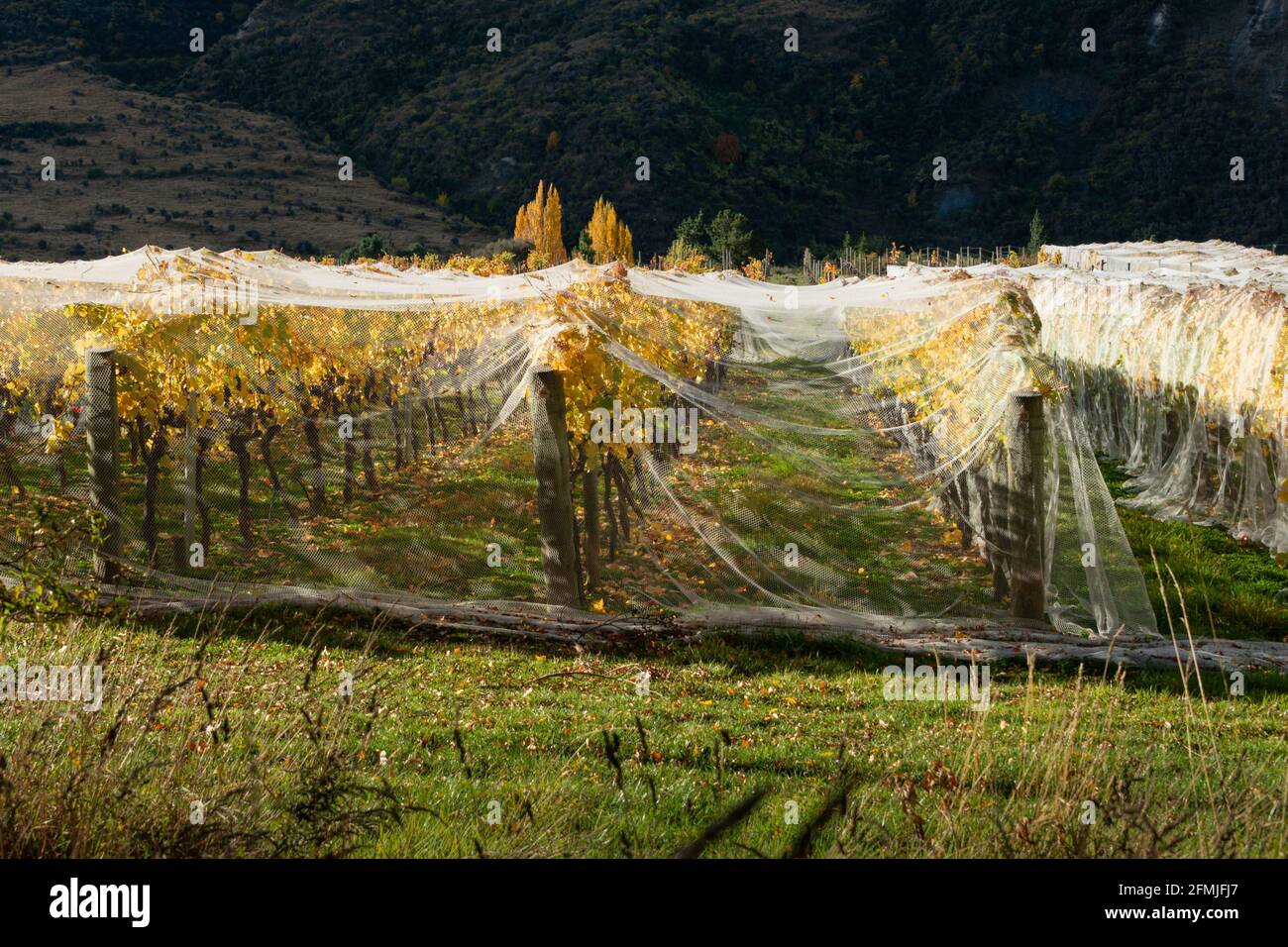Netting su viti gialle autunnali per prevenire danni da uccelli e vento, regione di Otago, Isola del Sud della Nuova Zelanda Foto Stock