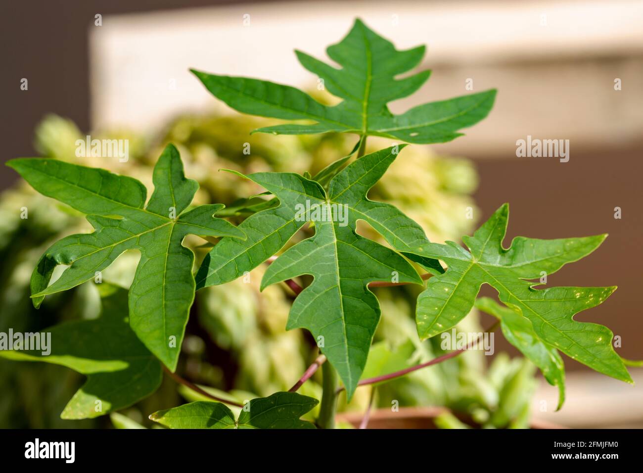 pianta giovane di papaya Foto Stock