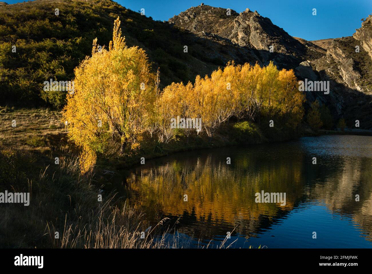 Giallo autunno alberi riflessi in un piccolo stagno, Central Otago, South Island Foto Stock