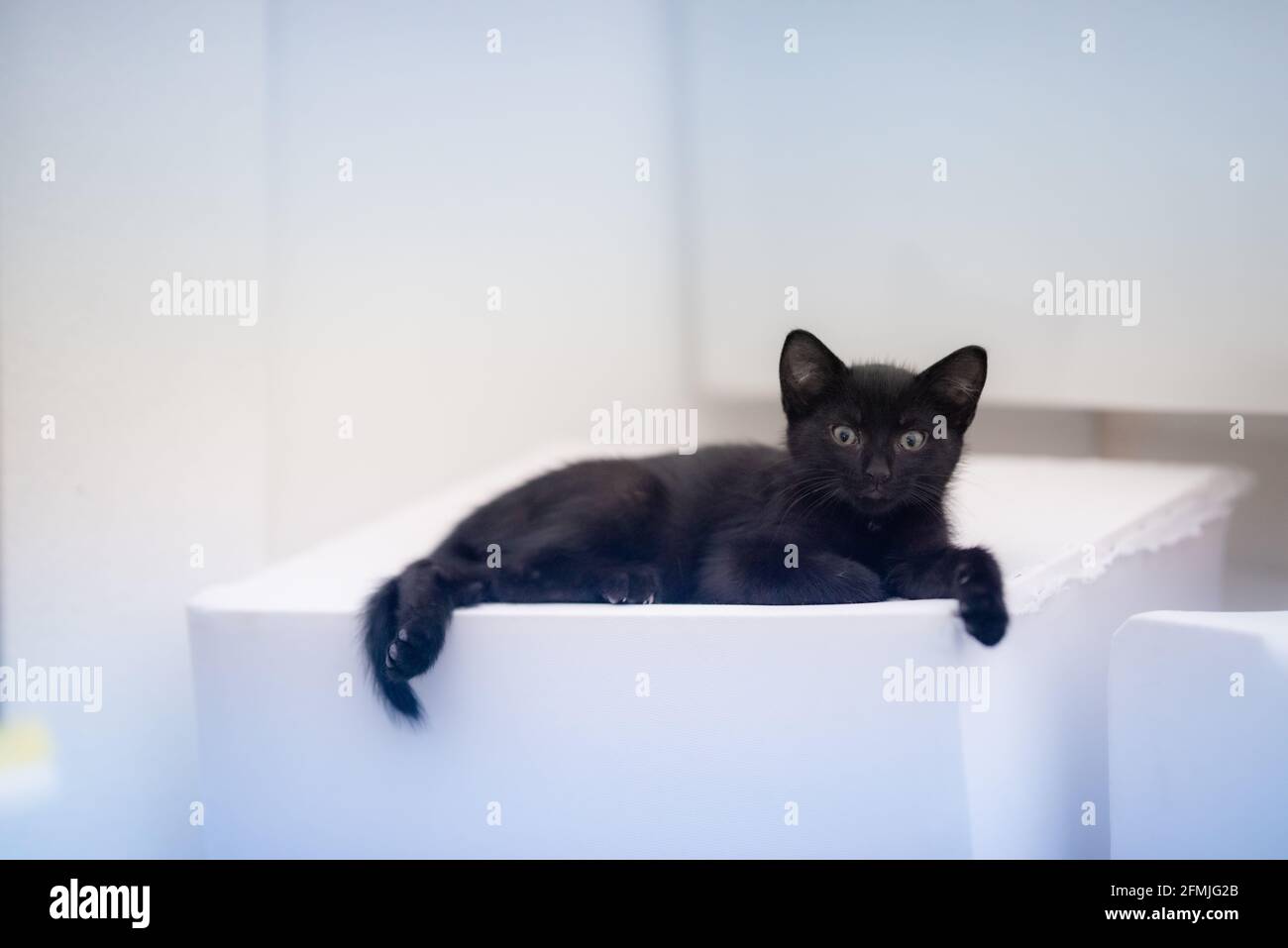 Curioso gattino nero che guarda su sfondo isolato Foto Stock