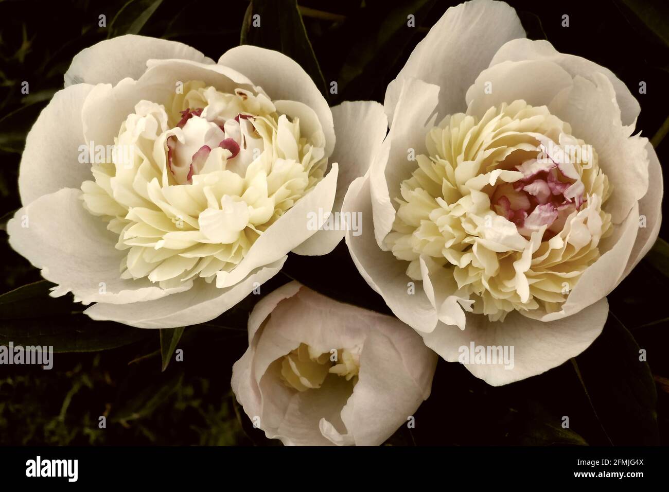 belle peonie bianche in fiore con un centro rosa, imitazione di una vecchia foto Foto Stock