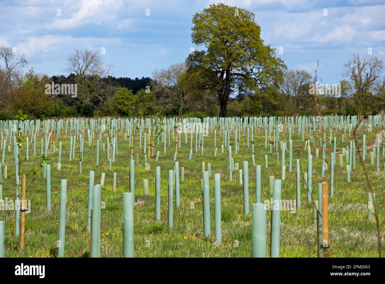 Alberi piantati - e protetti da tubi di plastica - presso la Riserva Naturale del Bosco, East Yorkshire, Inghilterra UK Foto Stock