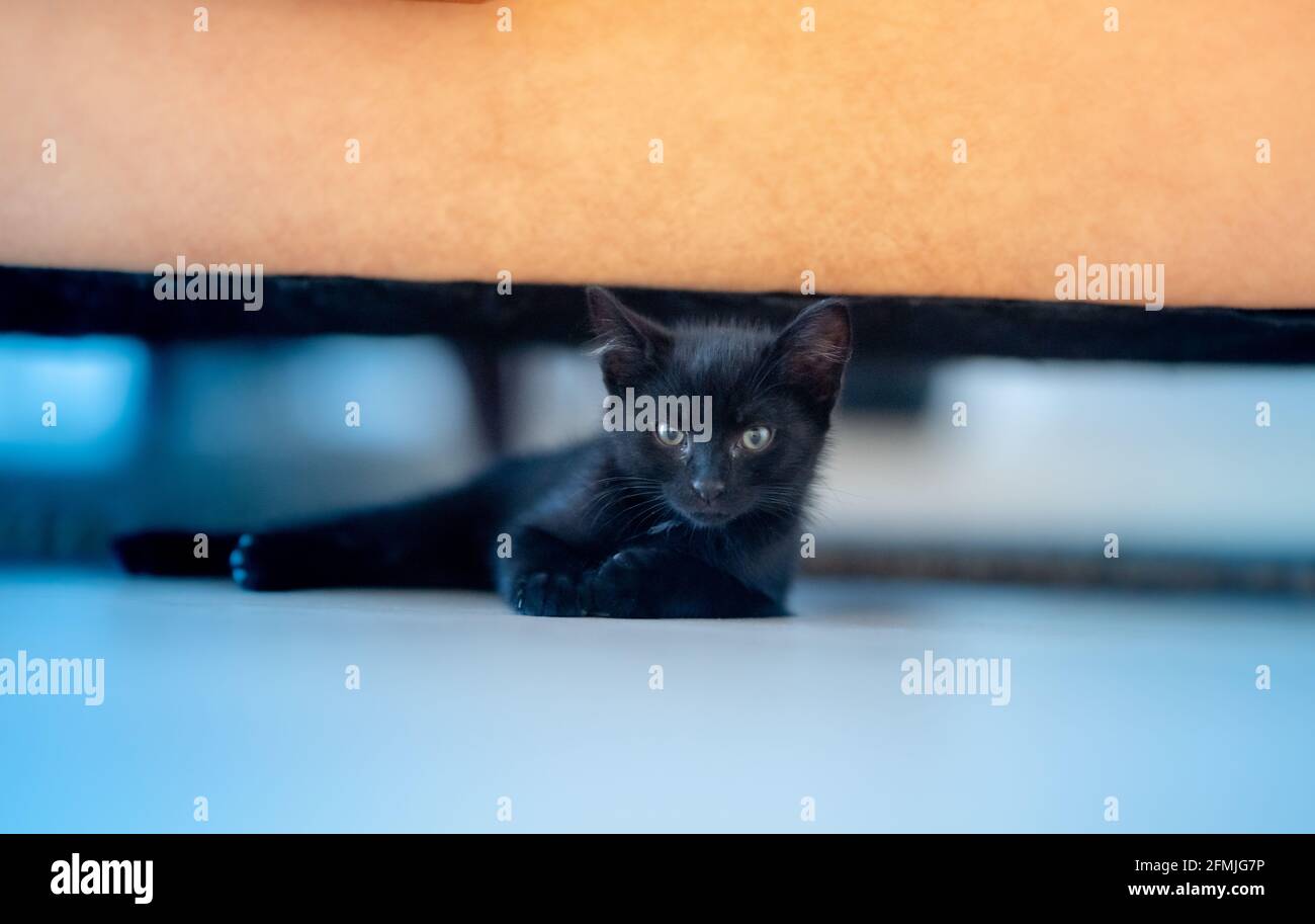 Gattino nero arrabbiato che guarda in su con sguardo medio Foto Stock