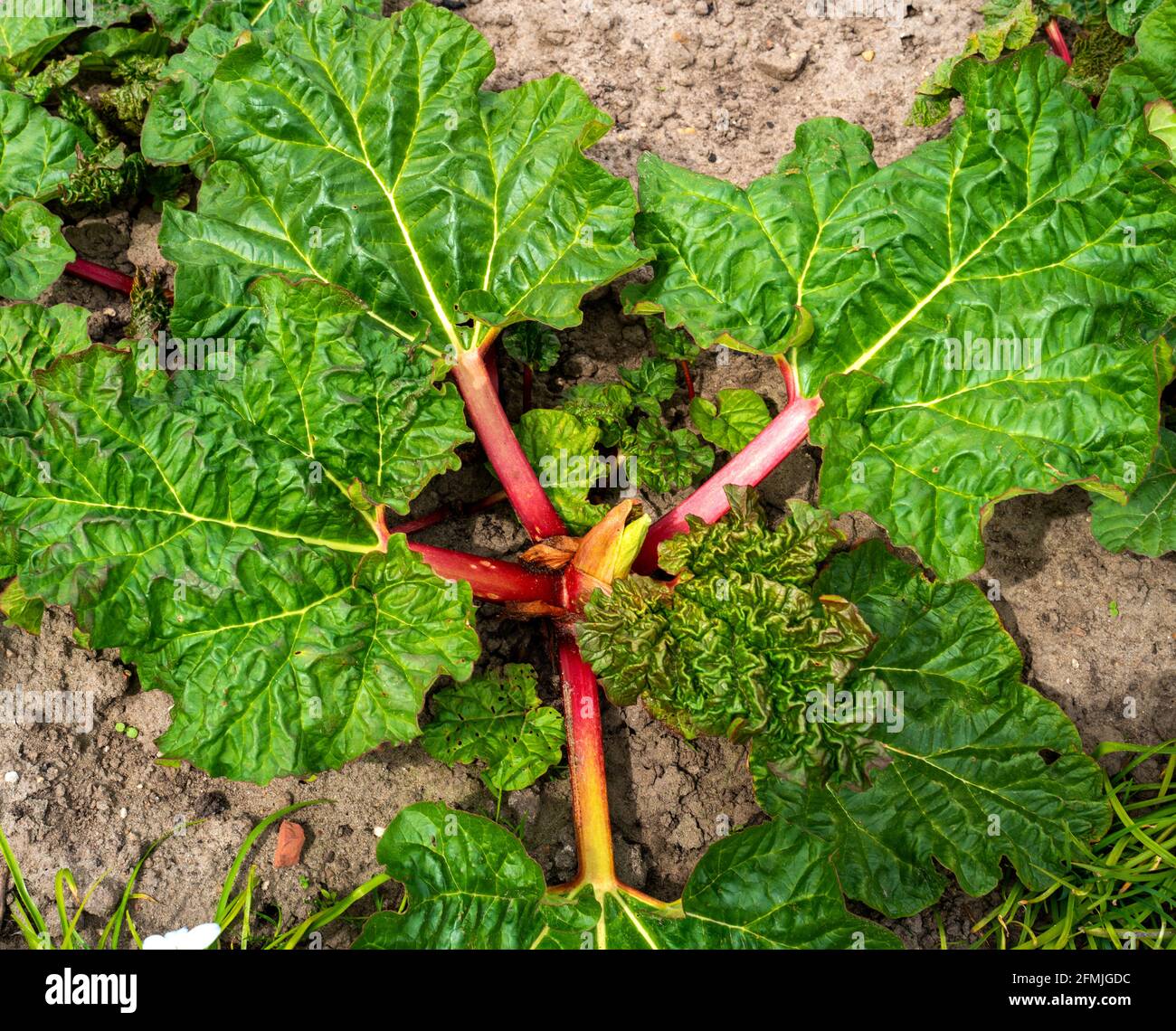 Primo piano di rabarbaro giovane appena uscito dal Terreno (Rheum rabarbarum) Foto Stock