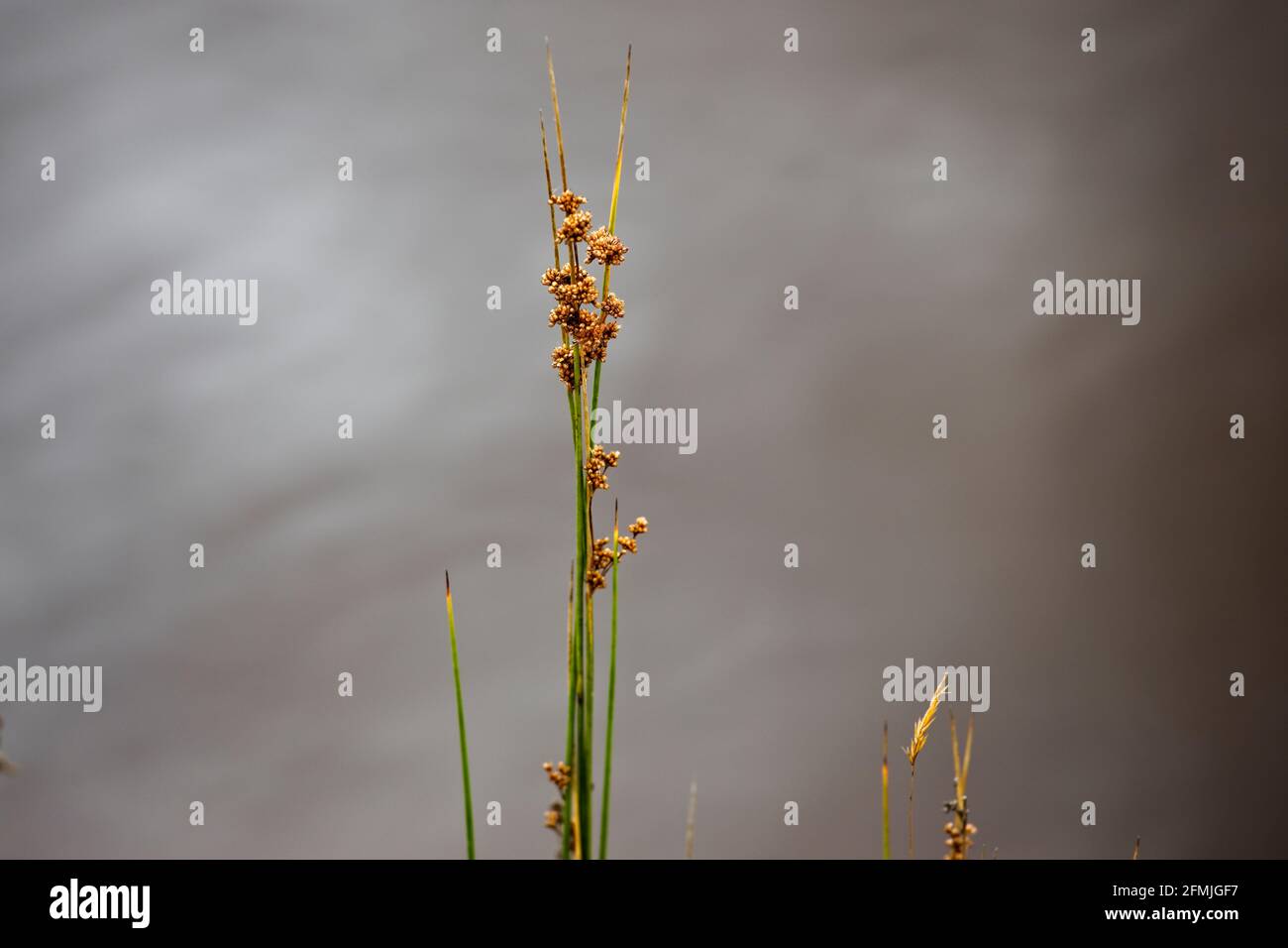 La testa di seme fiorente di una pianta di Rush accanto a a. stagno con riflessione nuvola sullo sfondo Foto Stock