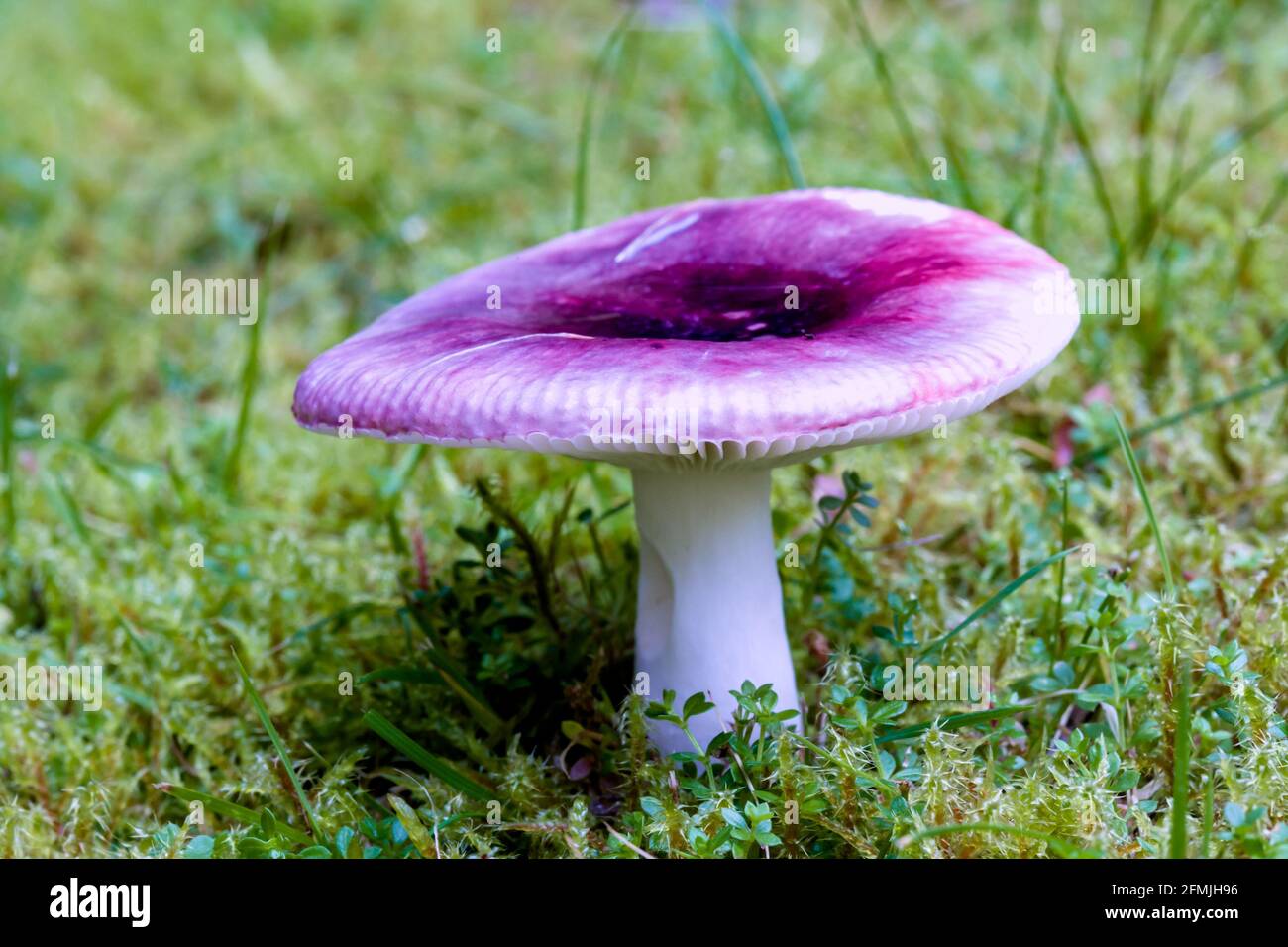 Sickener Russula emetica fungo che cresce su muschio nelle Highlands Della Scozia Foto Stock