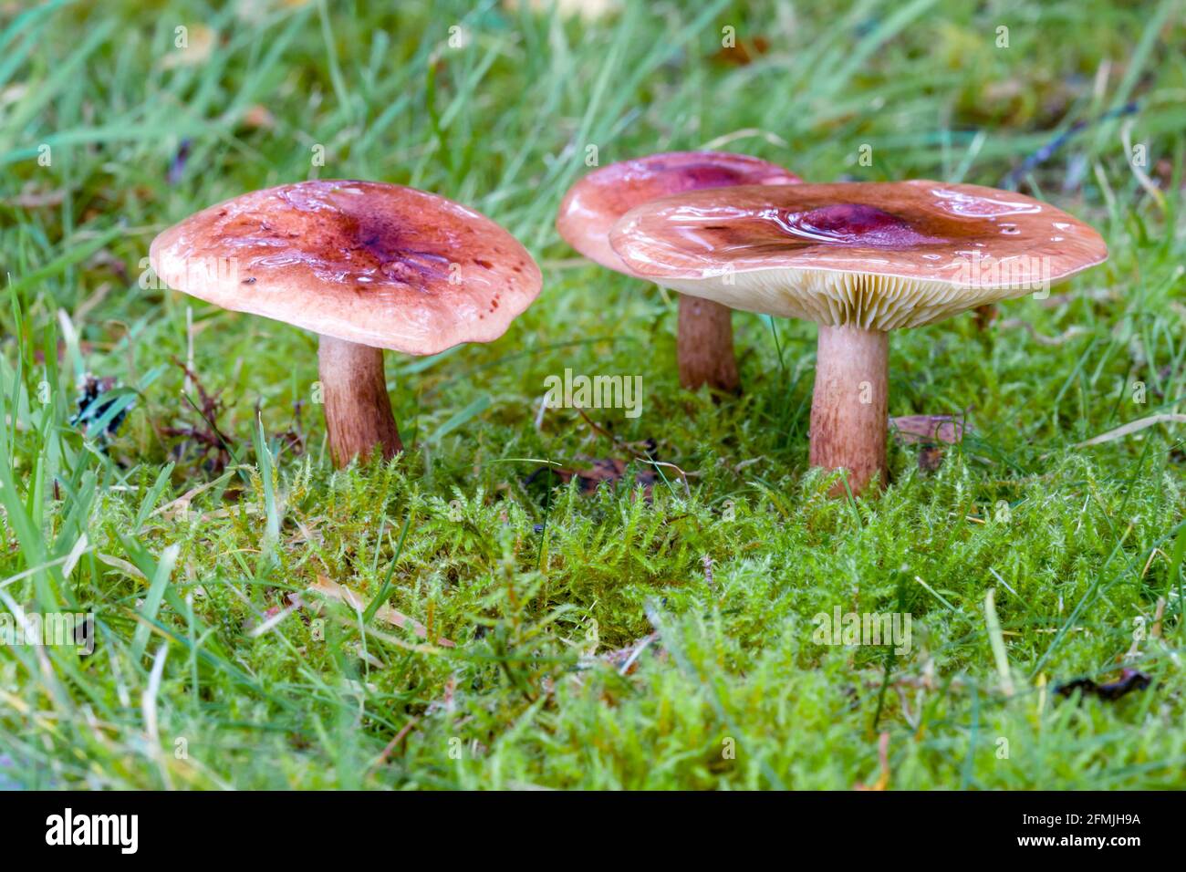 Herald di fungo invernale Hygroforus hypothejus che cresce su erba in Le Highlands della Scozia Foto Stock