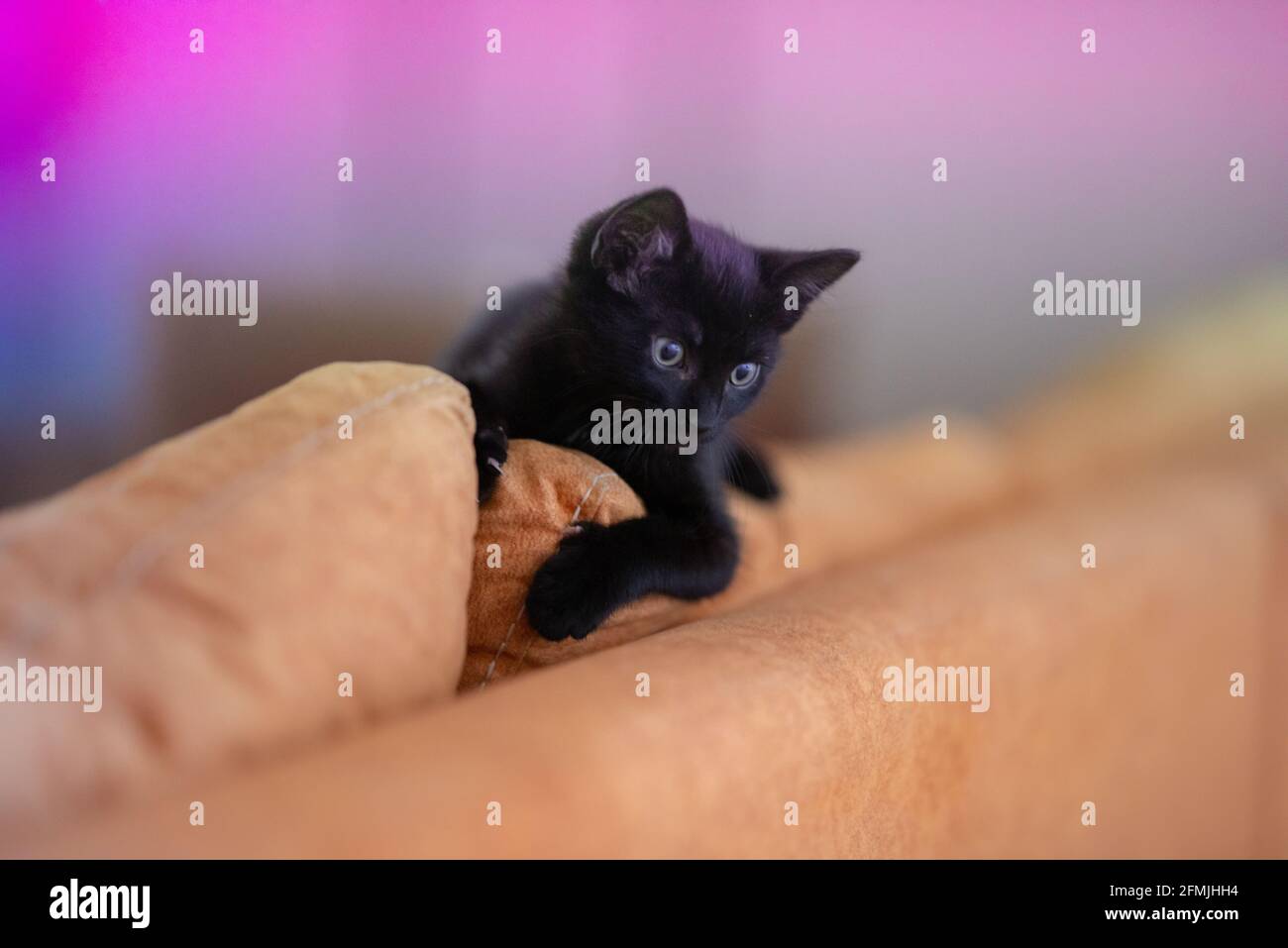 Curioso gattino nero che guarda su sfondo isolato Foto Stock