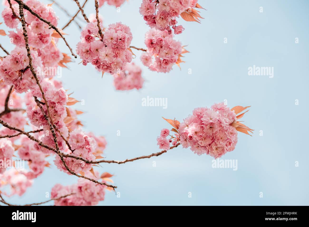 bella fioritura di ciliegi, sakura fiorisce Foto Stock