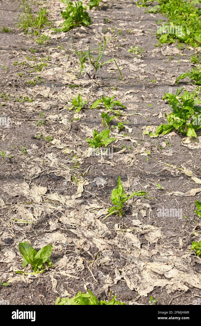 Ultime piante sopravvissute in un allevamento di ortaggi biologici durante la siccità, fuoco selettivo. Foto Stock