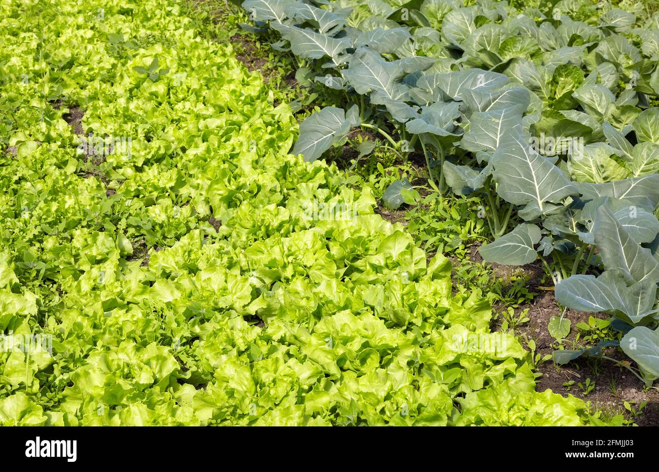 Azienda agricola biologica con lattuga giovane in primo piano. Foto Stock