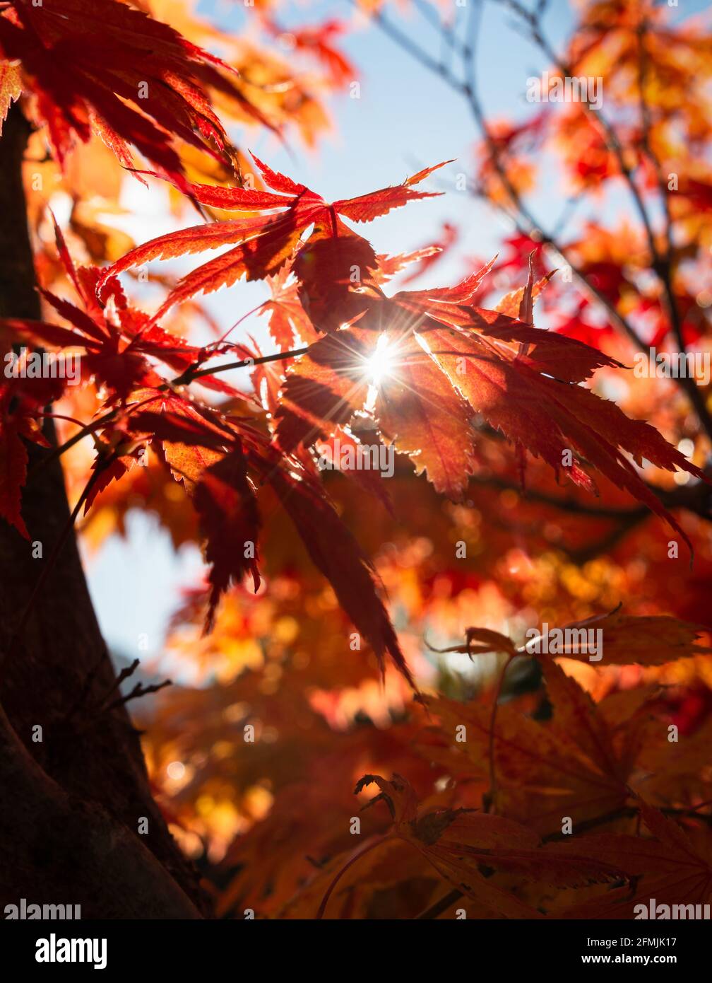 Raggi solari che brillano attraverso le foglie rosse dell'albero d'autunno, la regione di Otago. Formato verticale Foto Stock