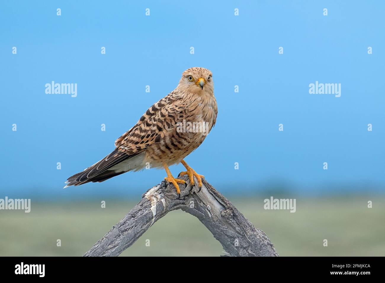 Grande Kestrel (Falco rupicoloides) arroccato su tronco di albero. Parco Nazionale di Etosha, Namibia, Africa Foto Stock