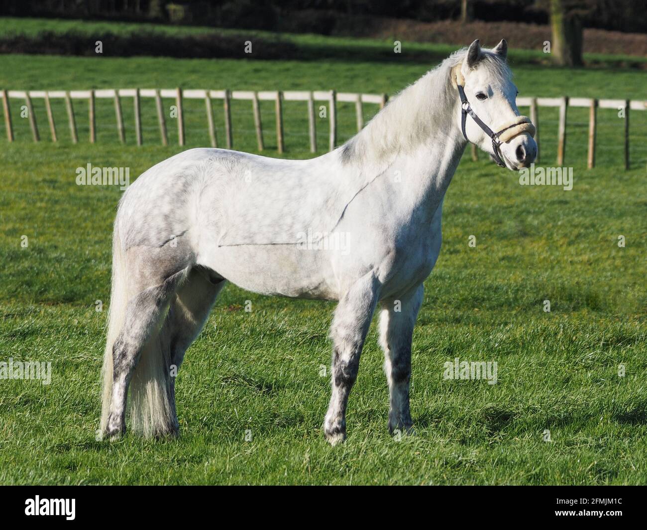 Un grazioso pony grigio con una clip da traccia si trova in un paddock. Foto Stock