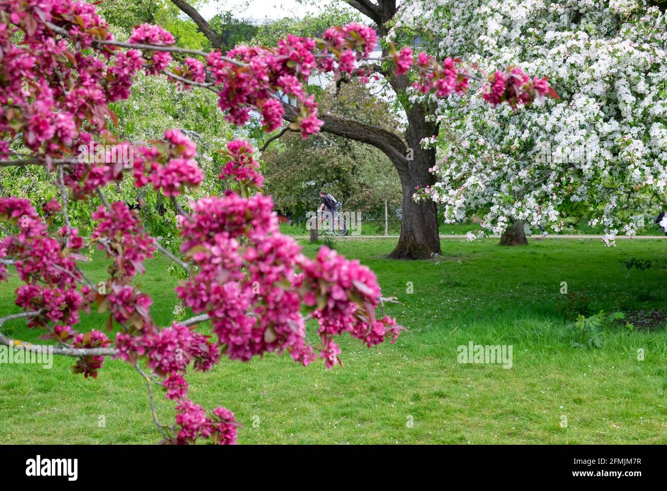 Splendidi alberi in fiore nel paesaggio di Bute Park in primavera Maggio 2021 Cardiff Galles Gran Bretagna Regno Unito KATHY DEWITT Foto Stock