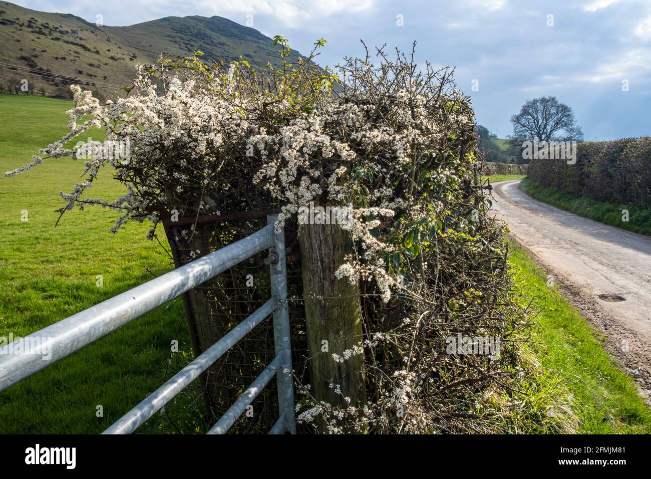 Blackthorn in fiore con Caer Caradoc sullo sfondo, Shropshire Hills AONB, vicino a Church Stretton, Shropshire Foto Stock