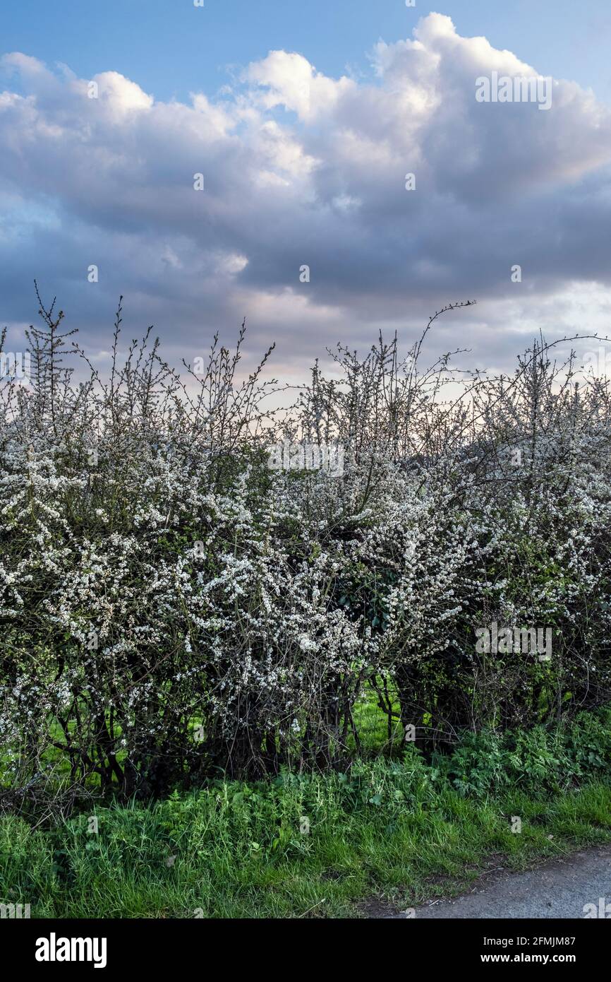 Spina nera in fiore, vicino a Church Stretton, Shropshire Foto Stock