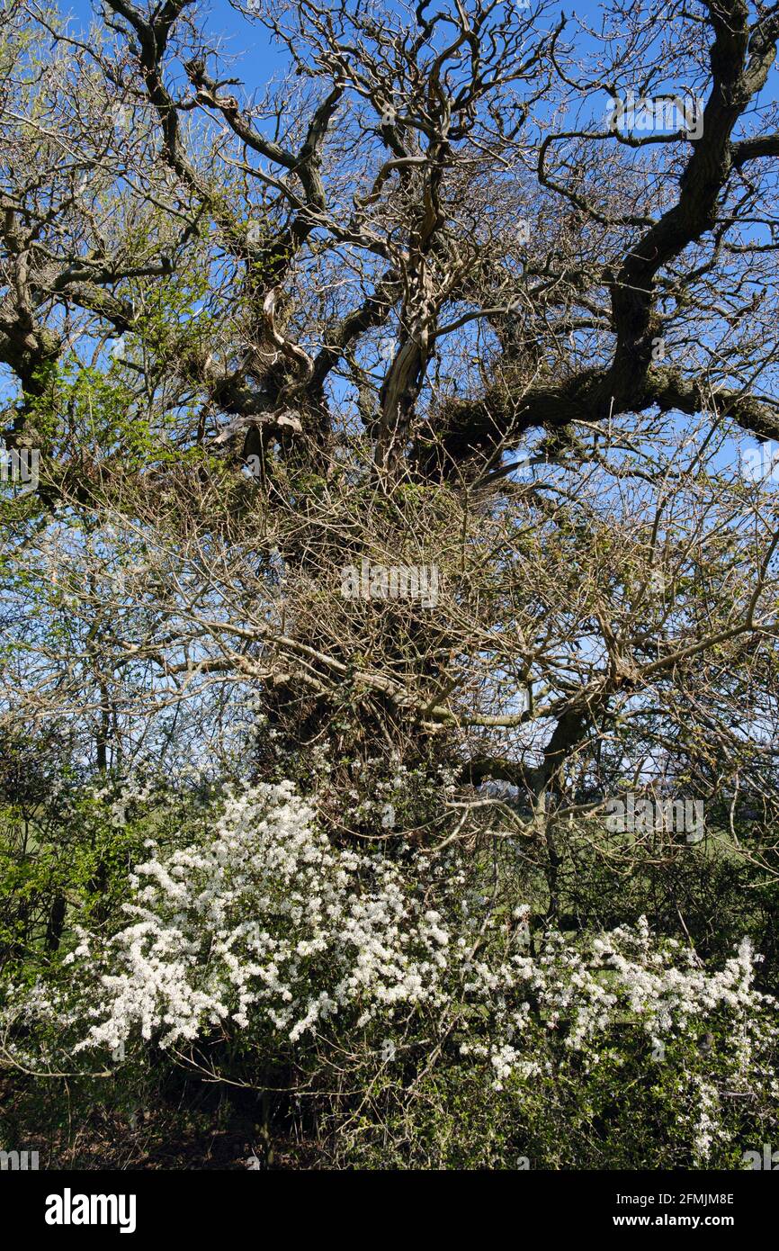 Spina nera in fiore e quercia, vicino a tutto Stretton, Shropshire Foto Stock