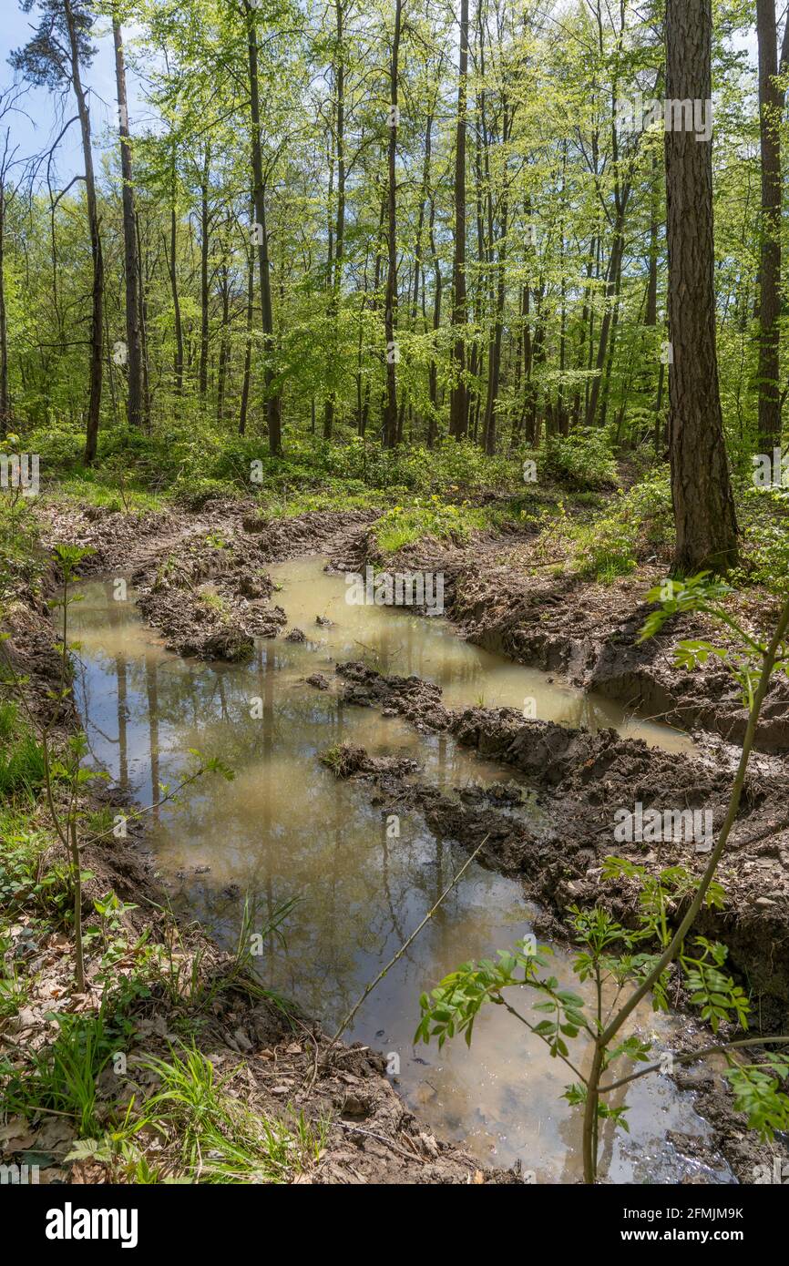 tracce profonde nella foresta - terreno condensato, degradato e pesantemente danneggiato da pesanti raccoglitrici industriali Foto Stock
