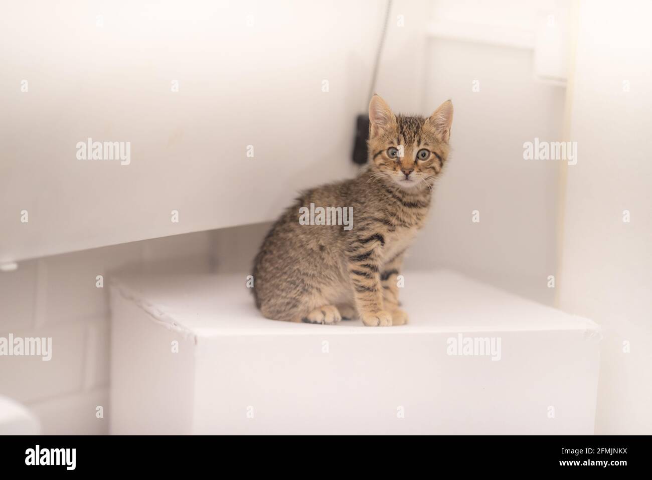 Gattino tabby guardando la fotocamera Foto Stock